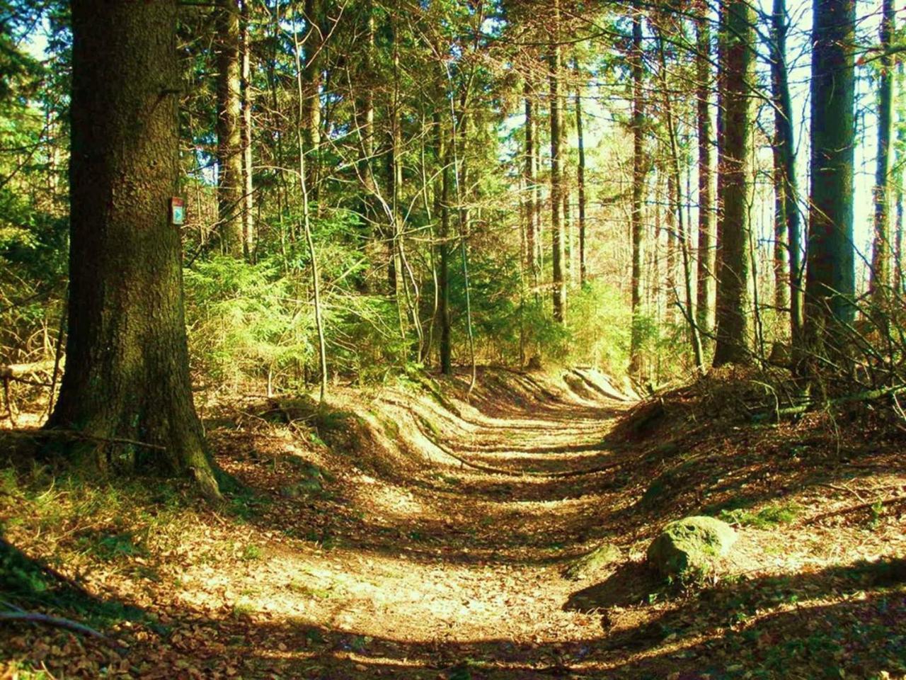 Ferienwohnungen Waldblick Waldmünchen Eksteriør bilde